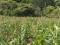 En Ciudad de Guatemala, se vende Finca Las Arrazolas, la ubicas en Pueblo Nuevo Viñas, Ixpaco Ciudad de Guatemala 