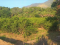 En venta finca con cabaña, en Zacapa, Guatemala 
